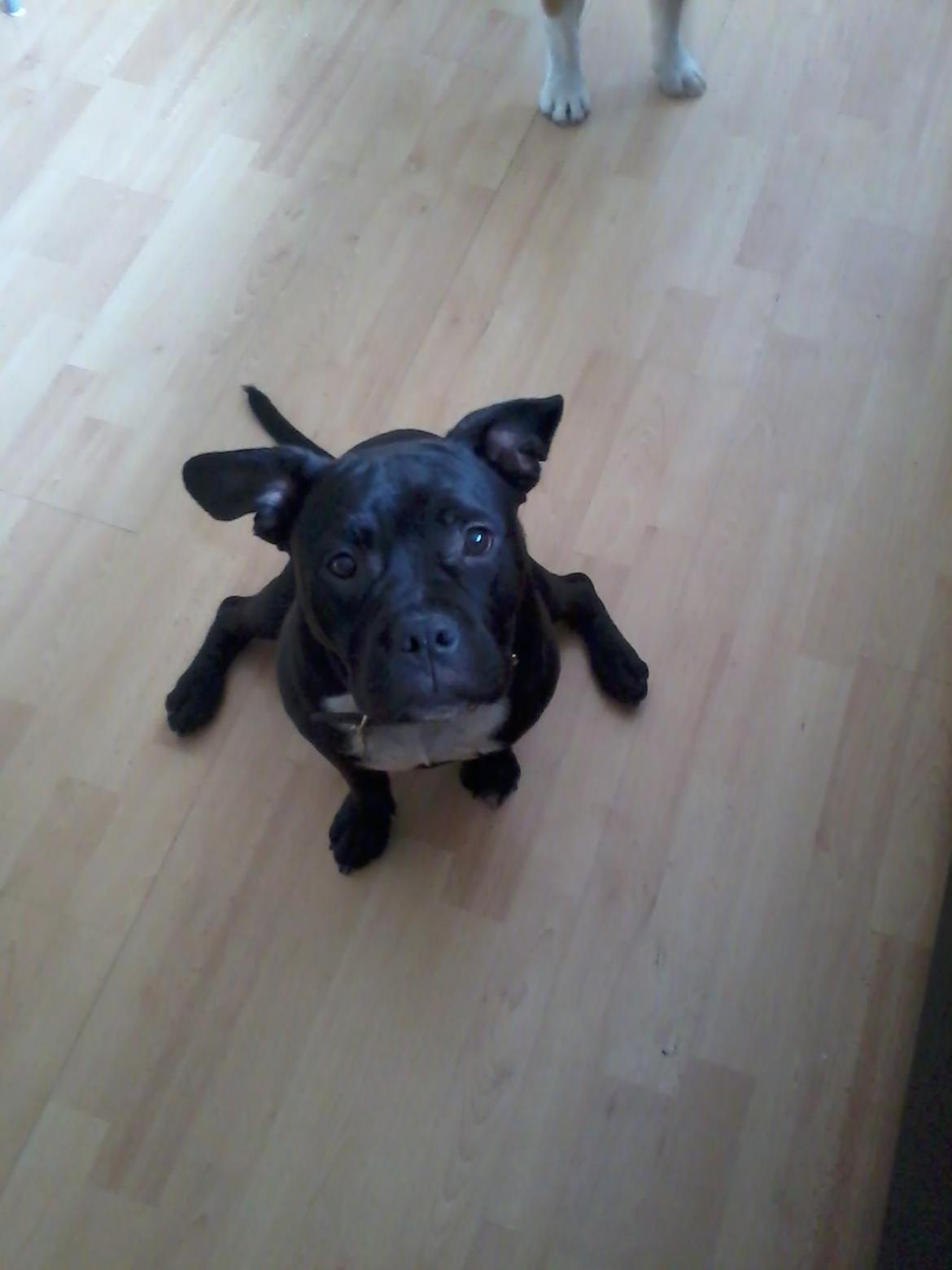 Blanding af racer Buzz billede 2