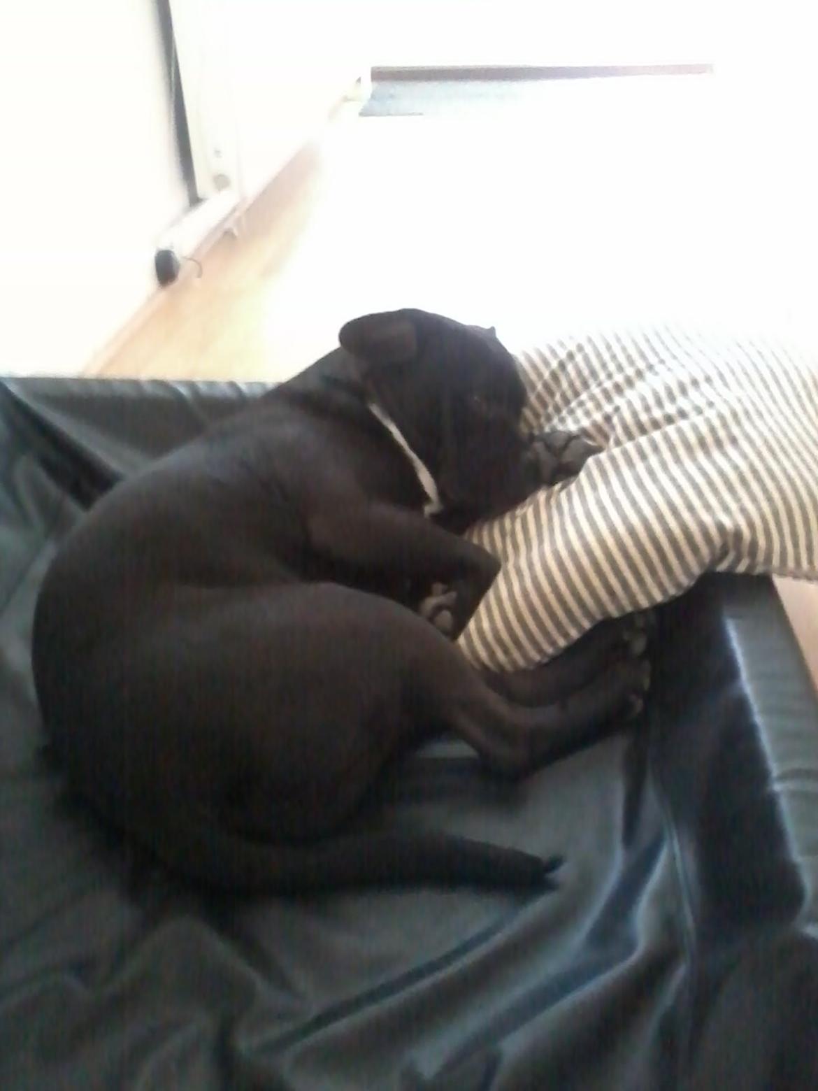 Blanding af racer Buzz billede 3