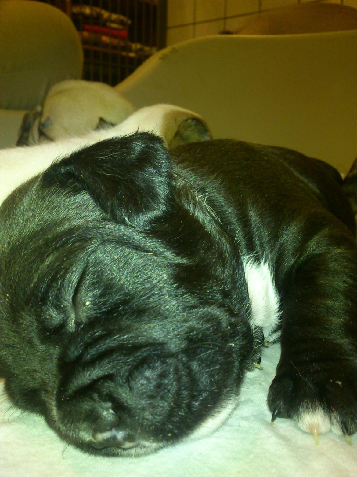 Blanding af racer Buzz billede 13