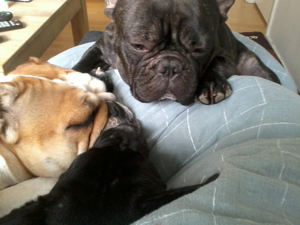 Blanding af racer Buzz billede 7