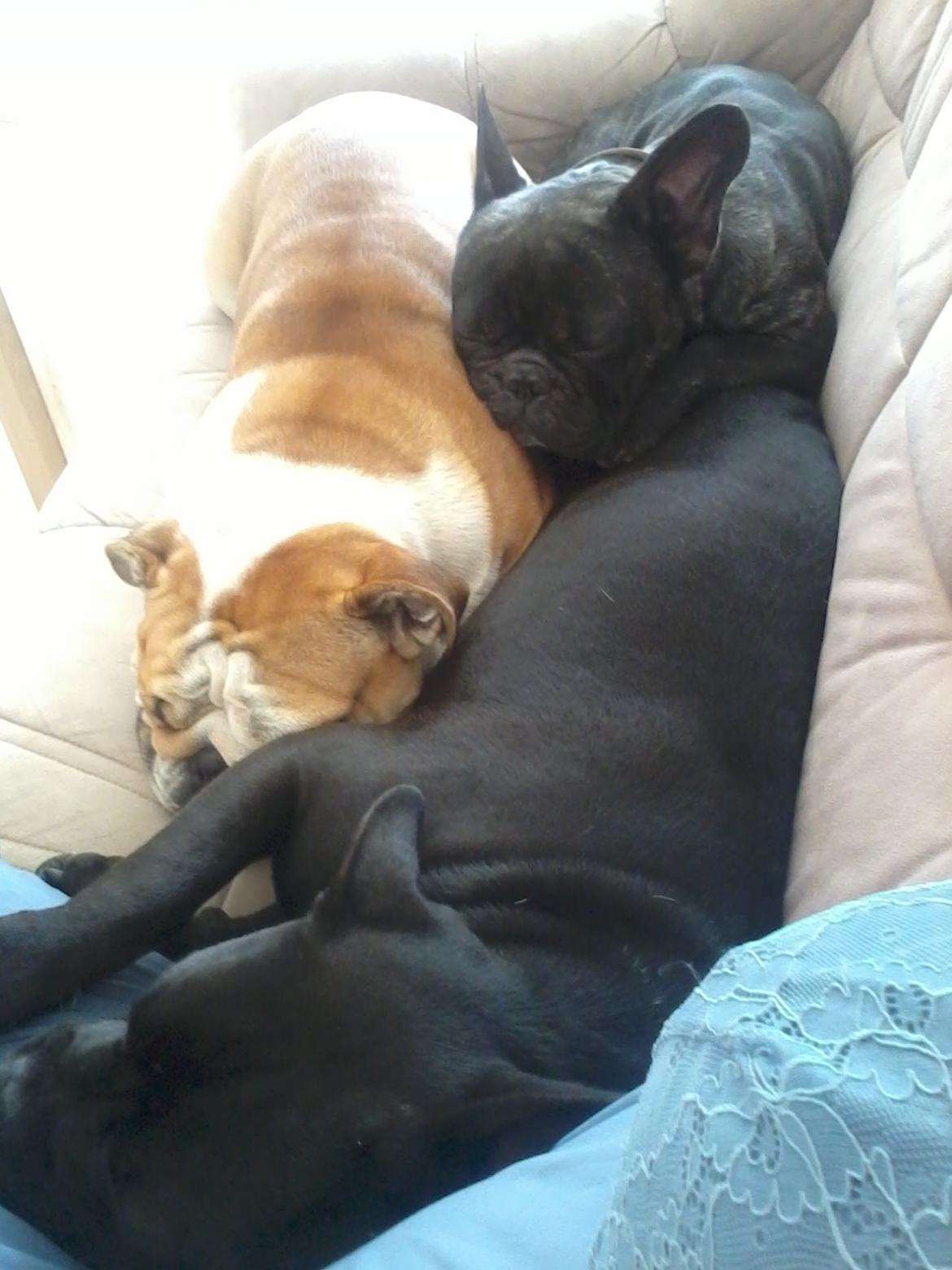 Blanding af racer Buzz billede 5