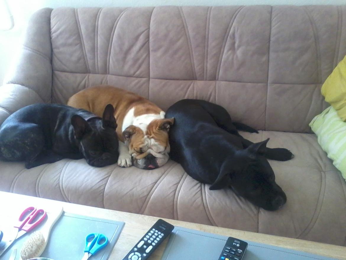 Blanding af racer Buzz billede 4