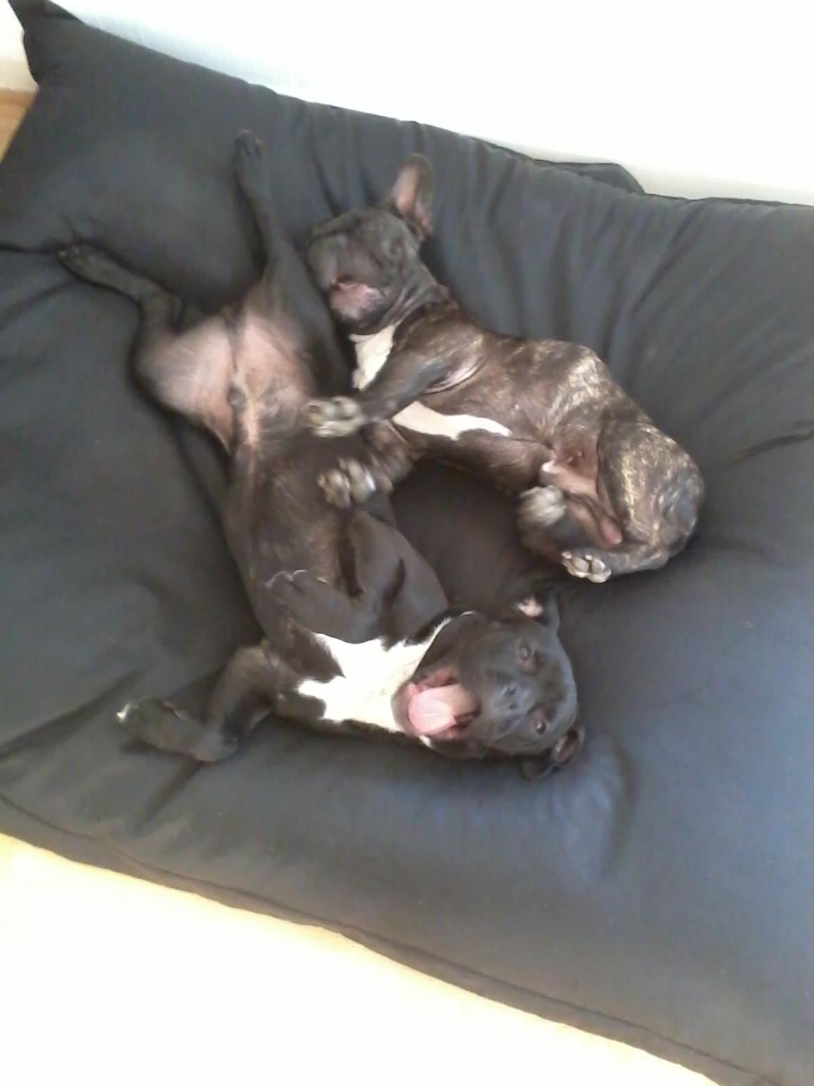 Blanding af racer Buzz billede 6