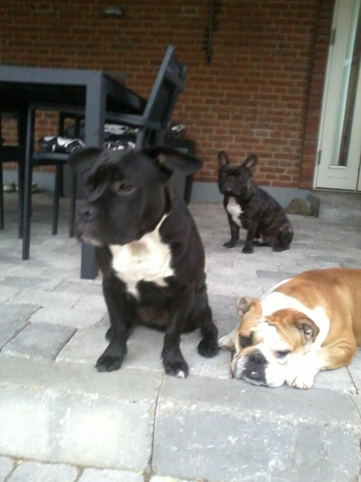 Blanding af racer Buzz billede 1