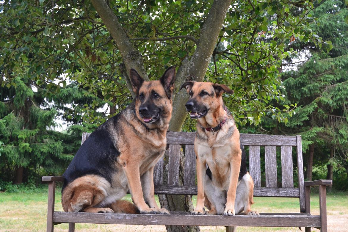 Schæferhund Tesvanes Gabbie billede 2