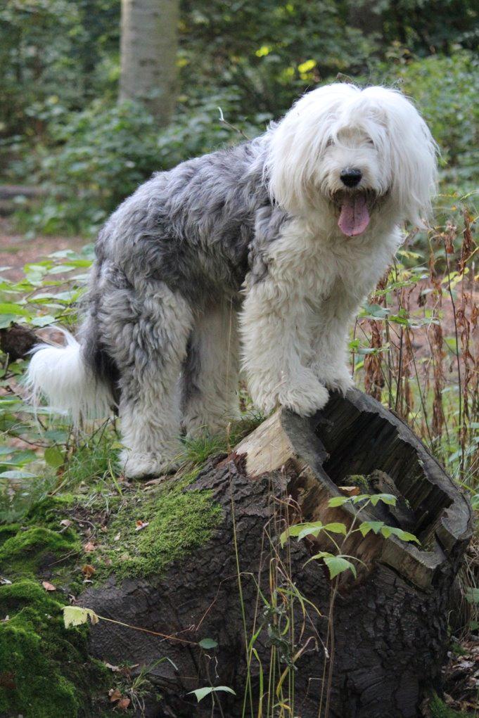 Old english sheepdog Molly billede 22