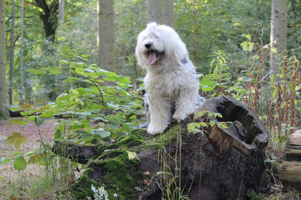 Old english sheepdog Molly billede 23