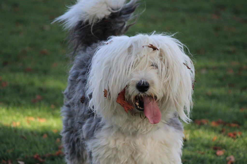 Old english sheepdog Molly billede 21