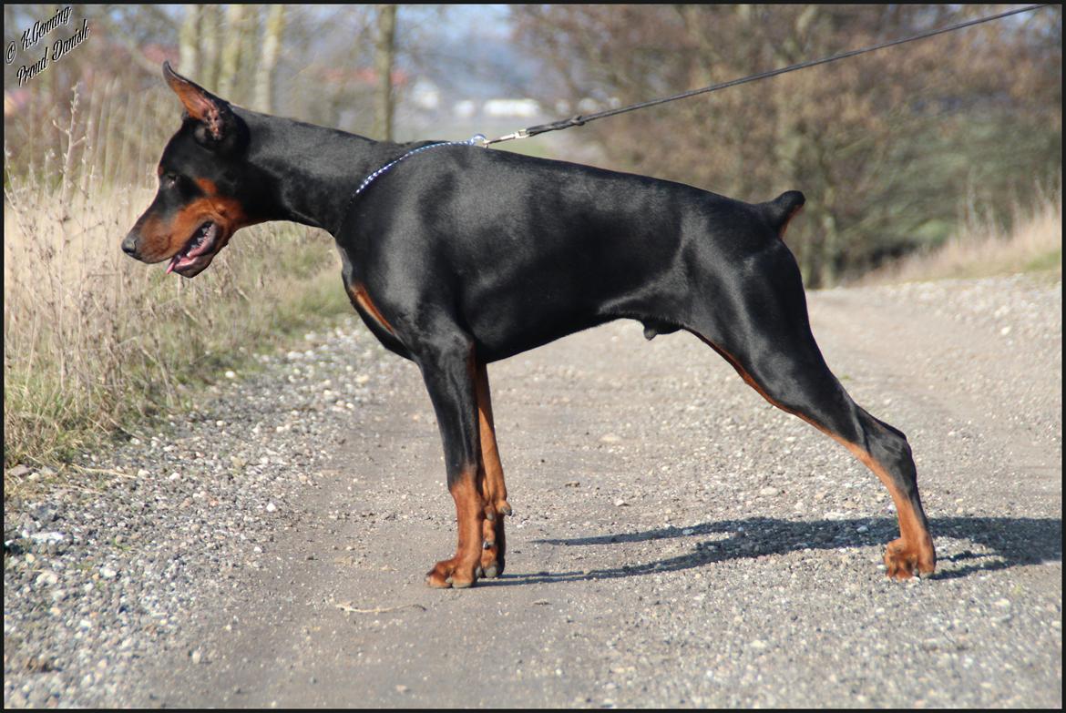 Dobermann LTJCH PLJW14 BALJW14 ROCH Tahi-Reme Jedi - 8 mdr billede 24