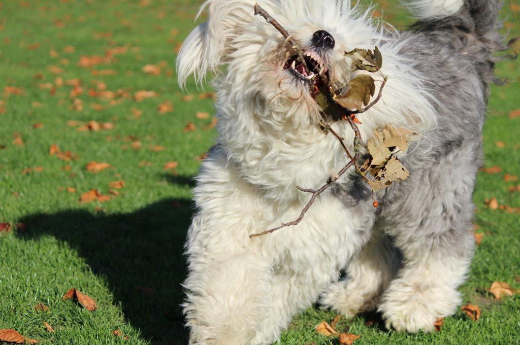 Old english sheepdog Molly billede 25