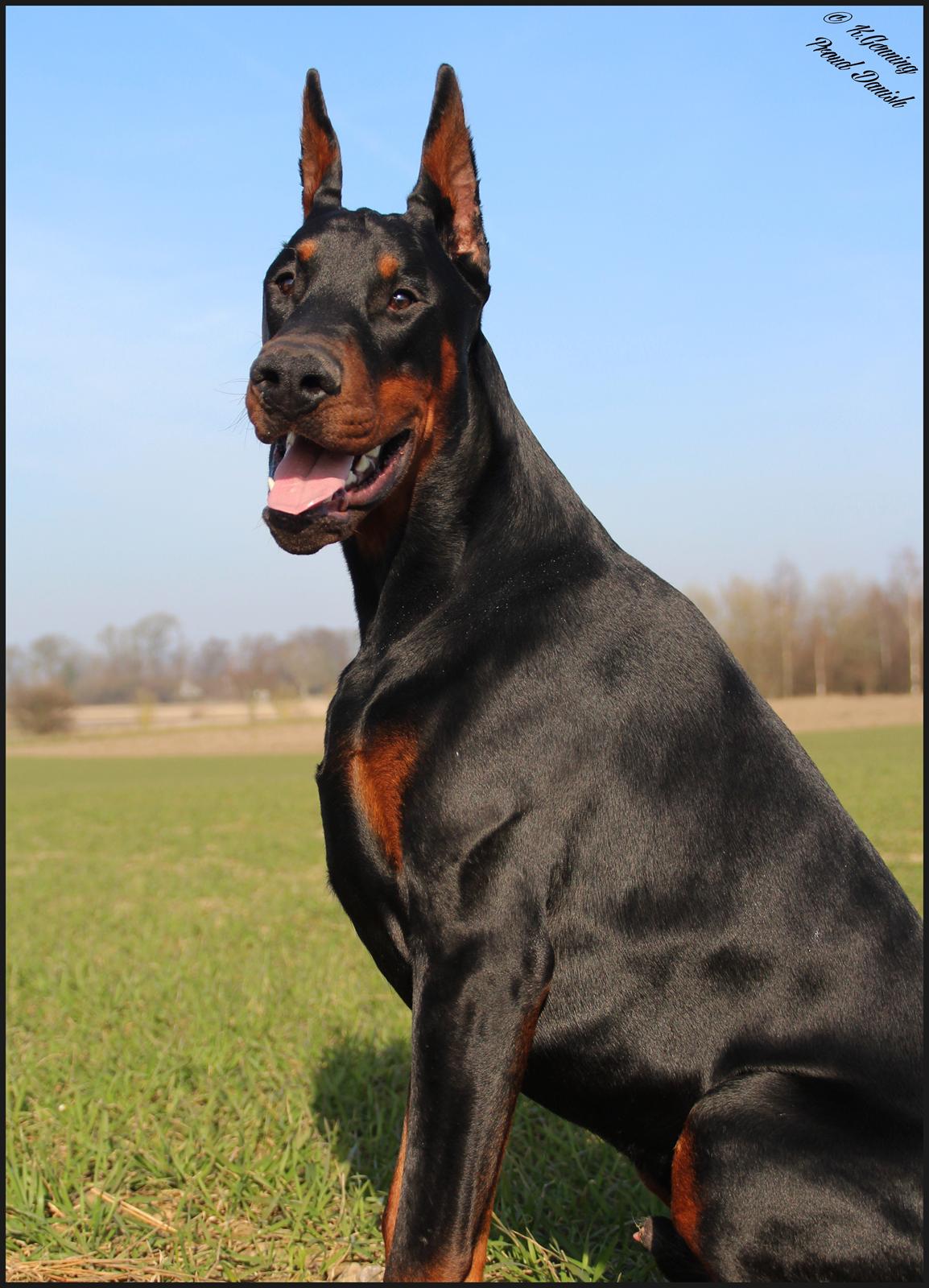 Dobermann LTJCH PLJW14 BALJW14 ROCH Tahi-Reme Jedi - 8 mdr billede 23