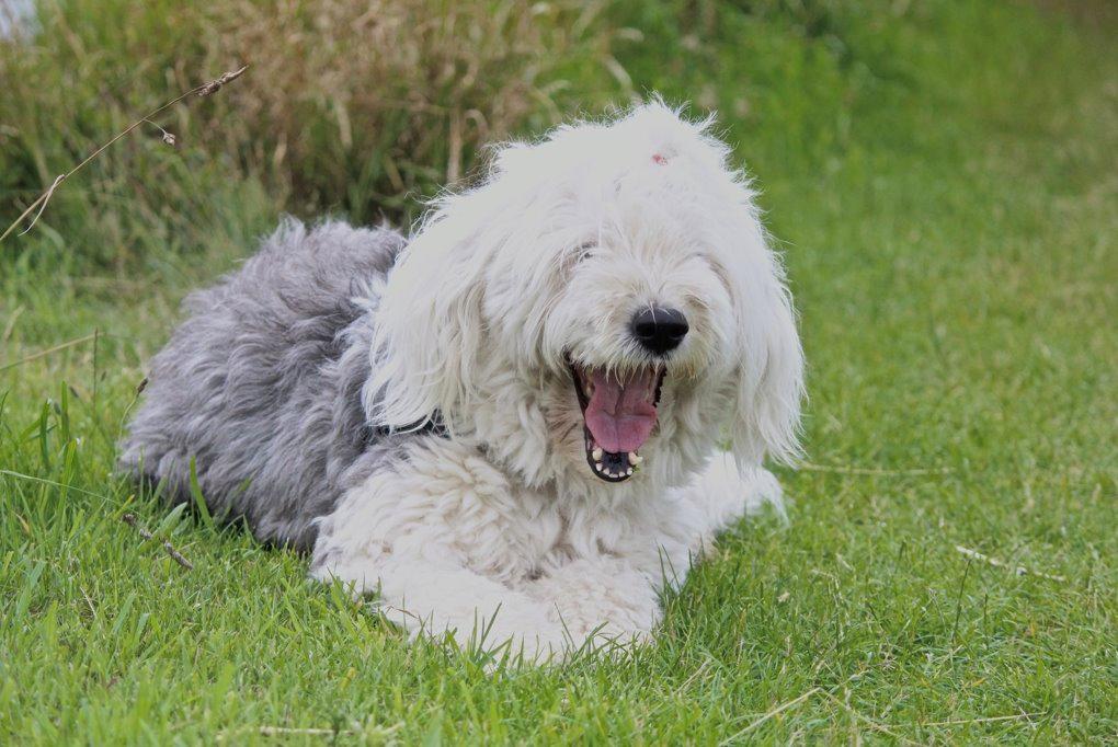 Old english sheepdog Molly - Sommerhus på Tunø 2012 billede 29