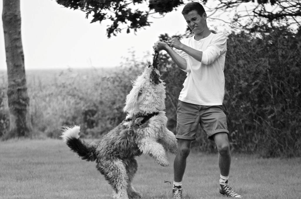 Old english sheepdog Molly - Leger med Laurids, sommerhus på Tunø 2012 billede 28