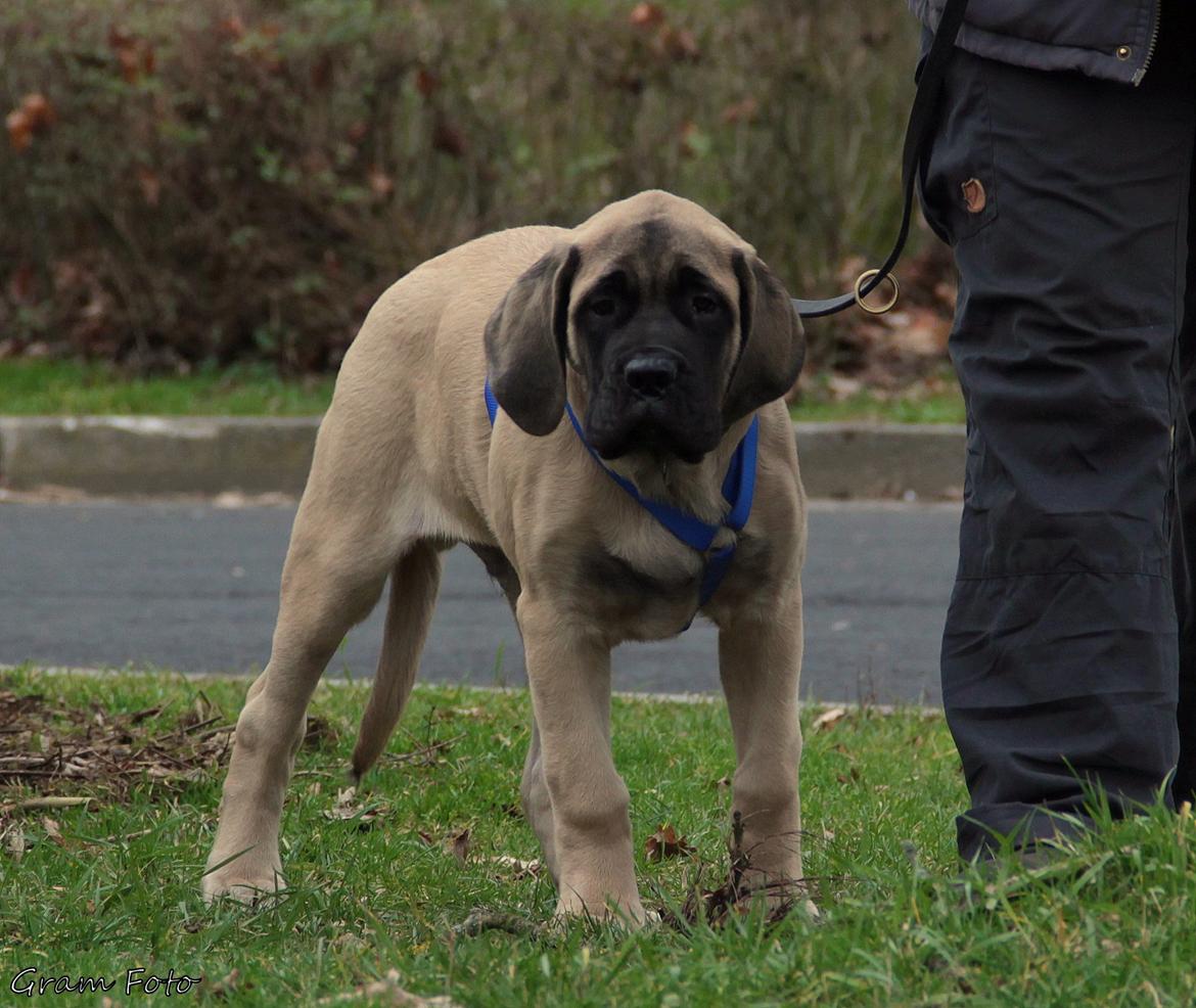 Mastiff Iceman's Bosco - Fra hjem turen billede 2