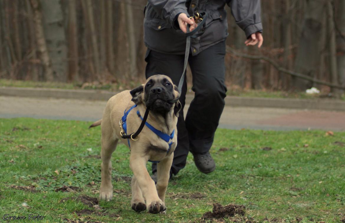 Mastiff Iceman's Bosco - Fra hjem turen billede 3