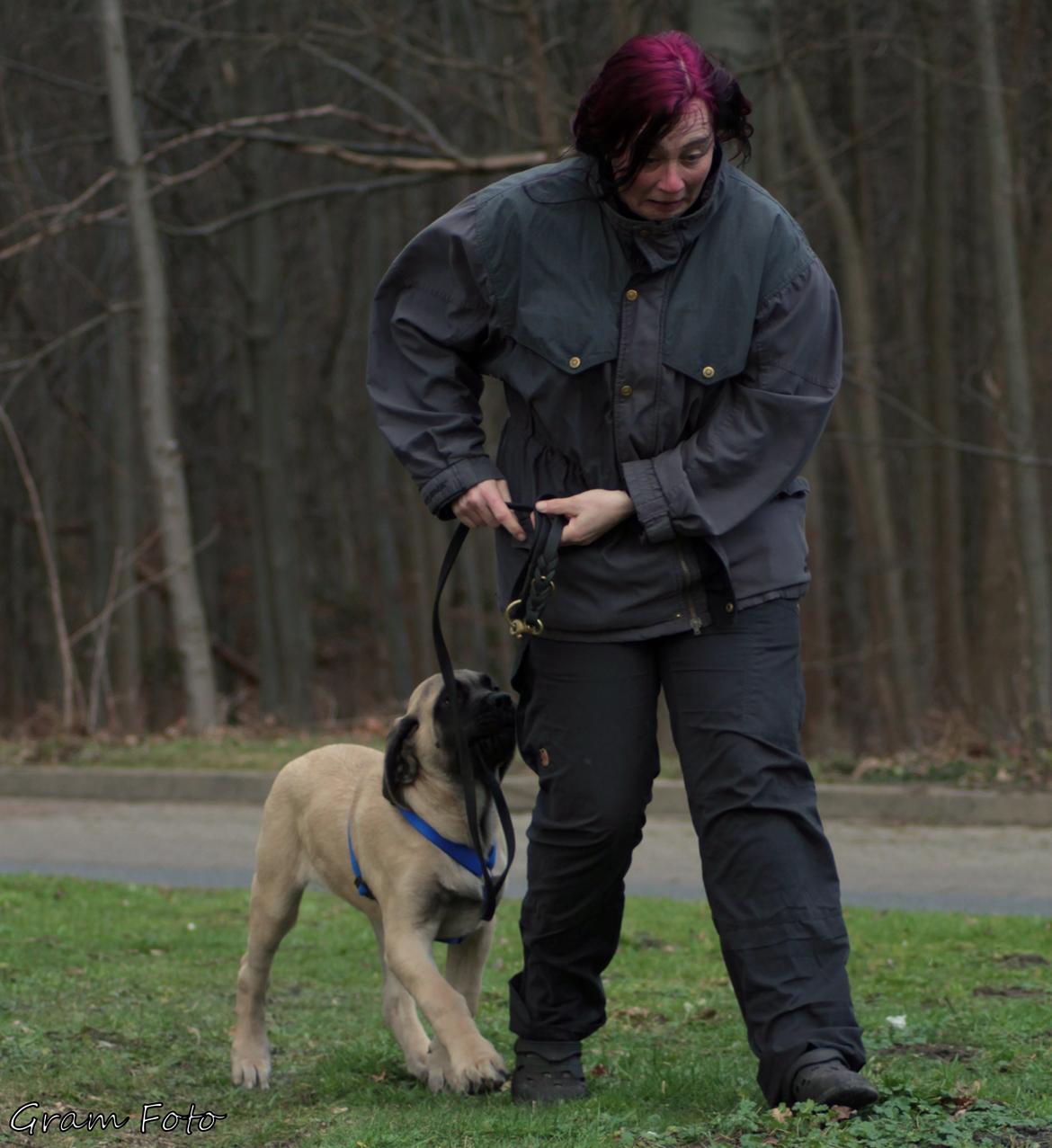 Mastiff Iceman's Bosco - Fra hjem turen billede 4