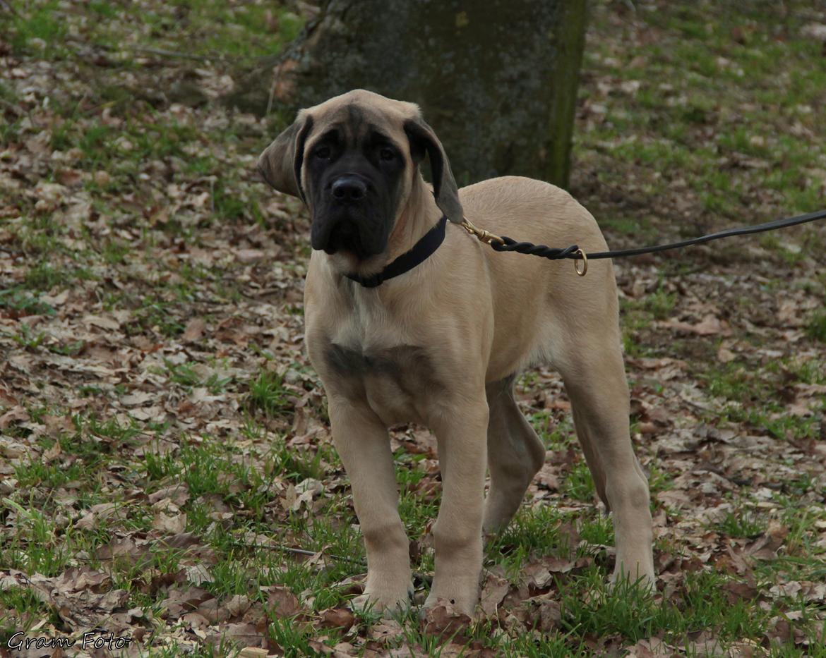 Mastiff Iceman's Bosco - Fra hjem turen billede 1