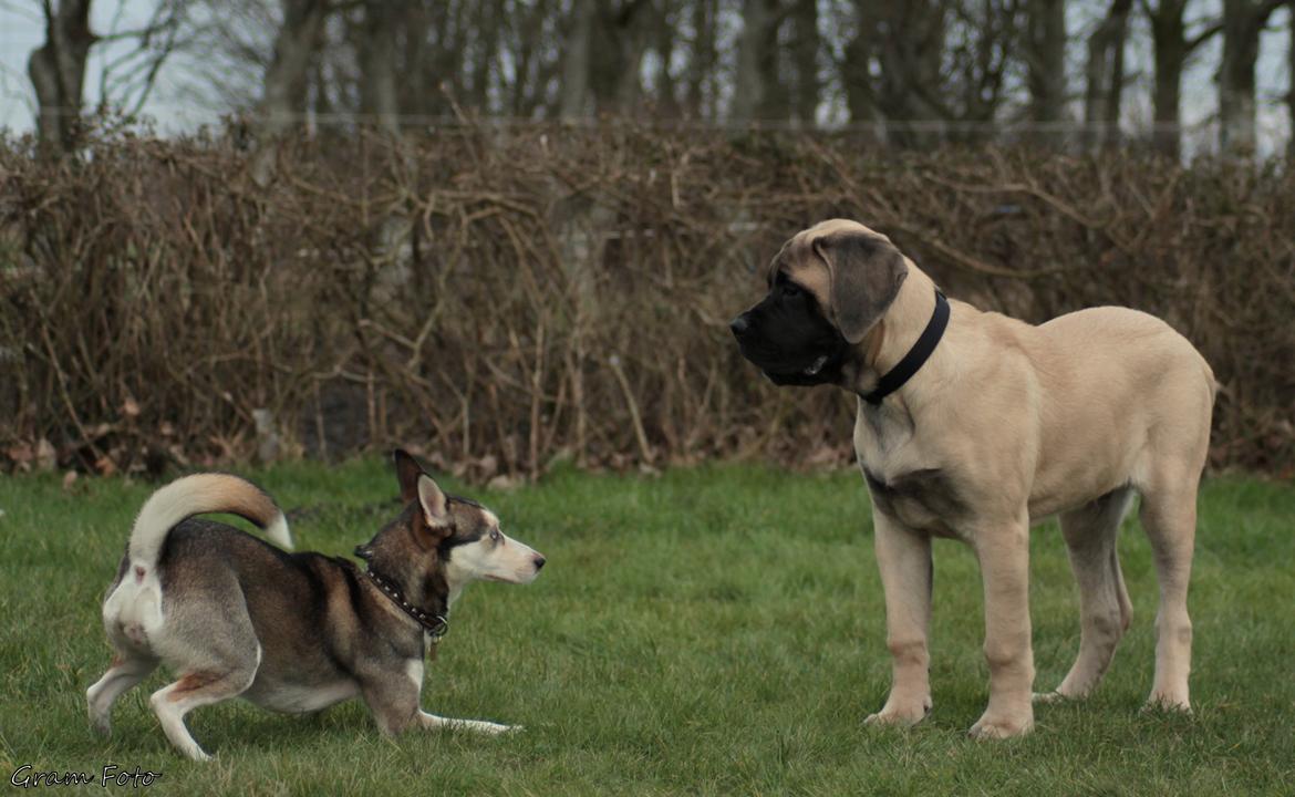 Mastiff Iceman's Bosco - "kom nu Bosco, lad os lege" billede 17