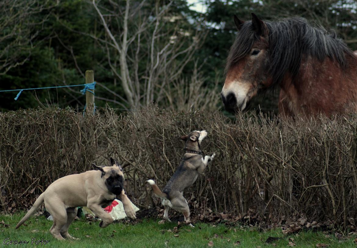 Mastiff Iceman's Bosco - Trinity : "Nøøj se lige den her store hund Bosco" Bosco : "Nej tak, jeg er smuttet" billede 18