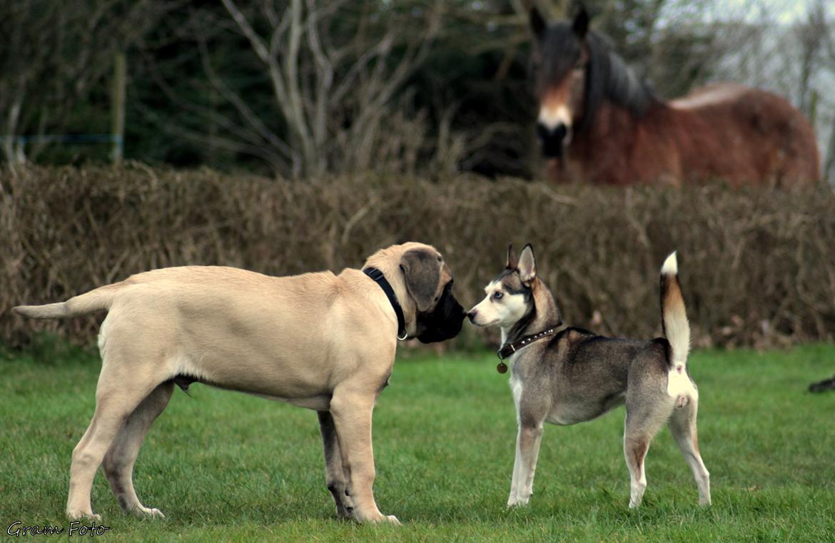 Mastiff Iceman's Bosco - Boscos første møde med Trinity <3 billede 15