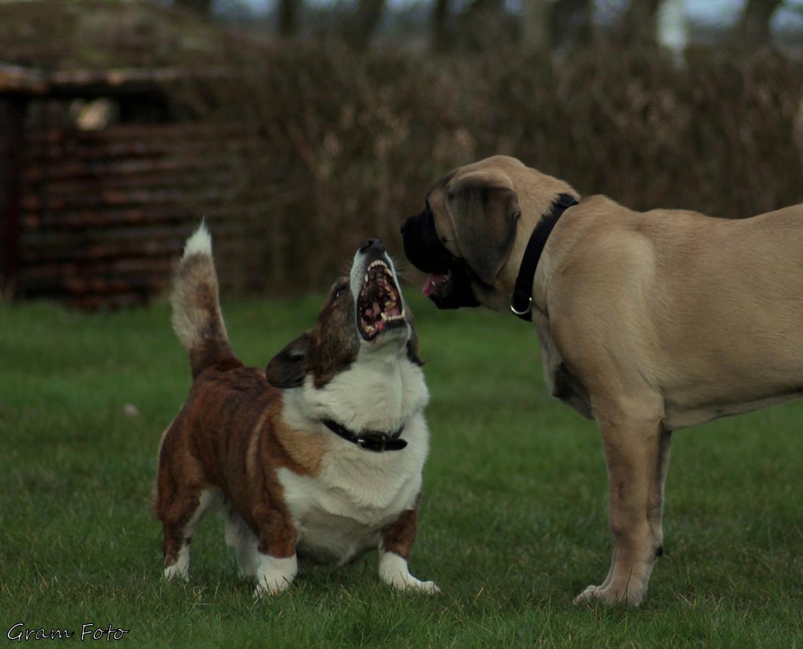 Mastiff Iceman's Bosco - "Duuu Bosco? Har jeg noget mellem tænderne?" billede 22