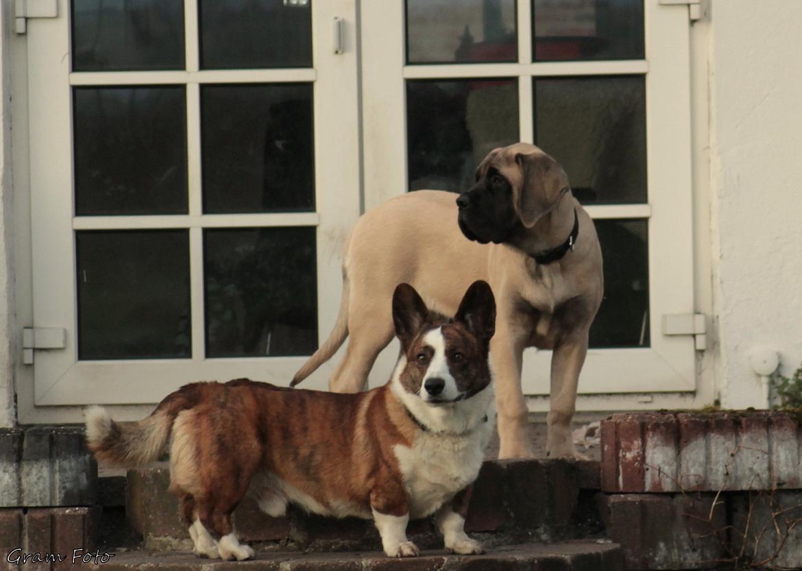 Mastiff Iceman's Bosco - Begge Mette's dejlige hunde, Wiktor og Bosco <3 billede 26