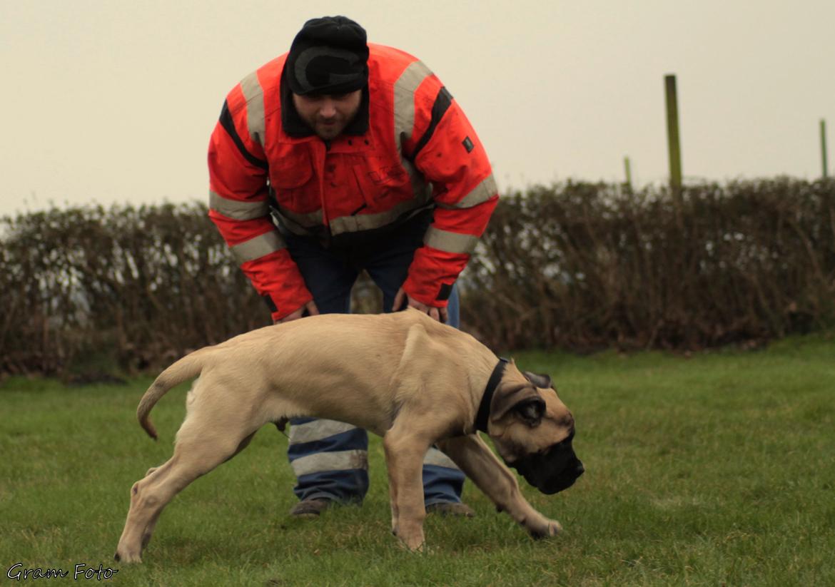 Mastiff Iceman's Bosco billede 34