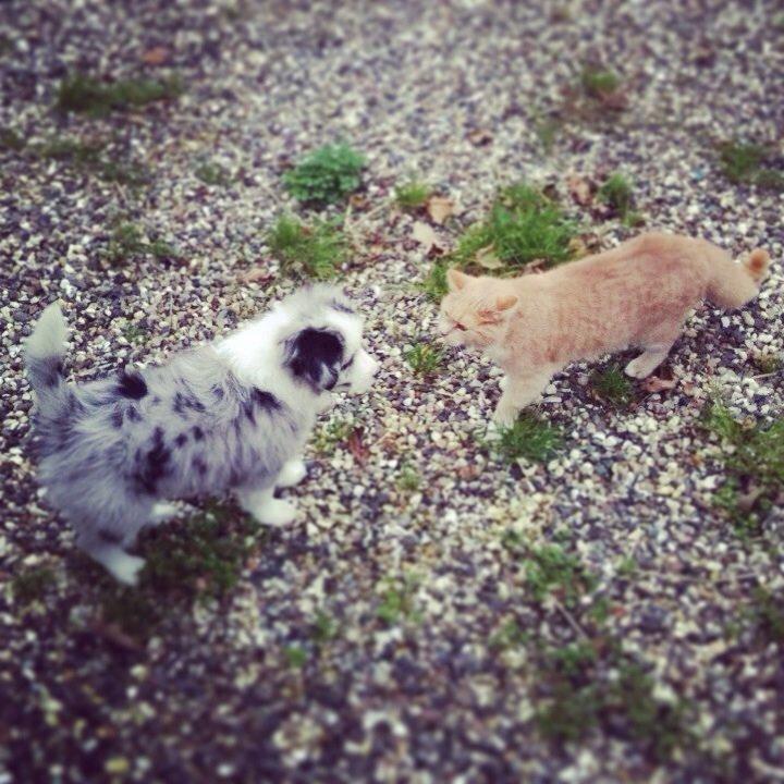 Border collie Gawain's Connection Point (Amy) billede 7