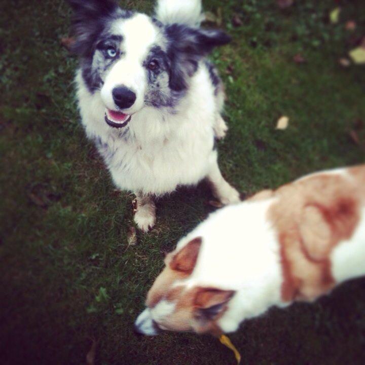 Border collie Gawain's Connection Point (Amy) billede 8