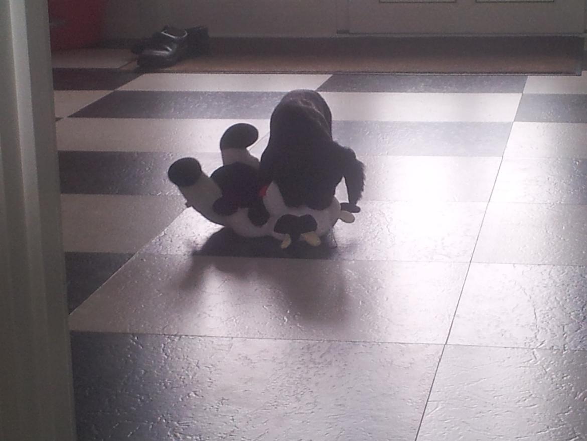 Field Trial Cockerspaniel molly billede 12