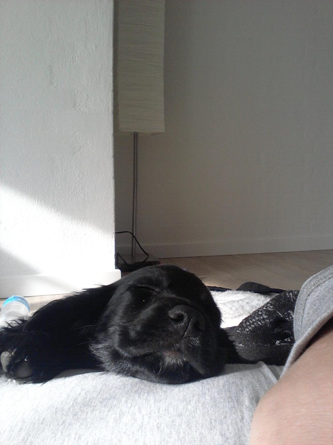 Field Trial Cockerspaniel molly billede 13