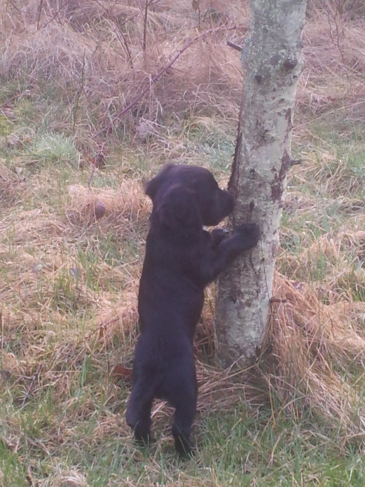 Field Trial Cockerspaniel molly billede 14