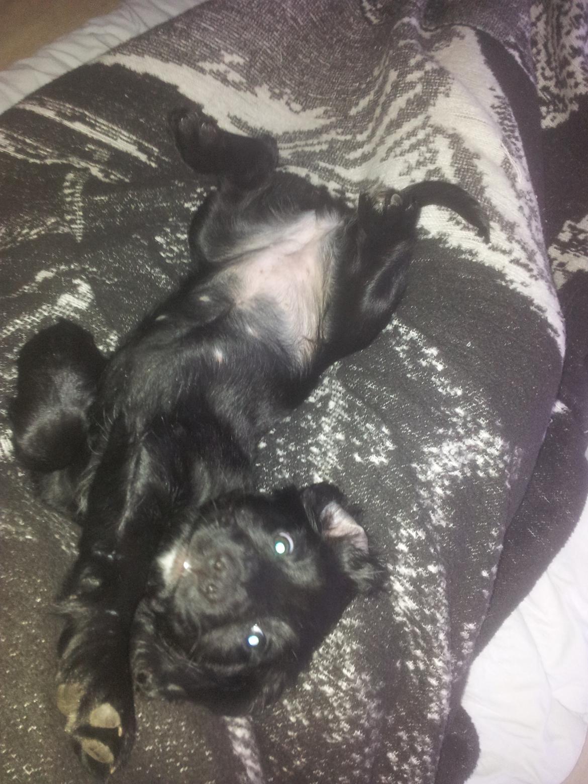 Field Trial Cockerspaniel molly billede 15