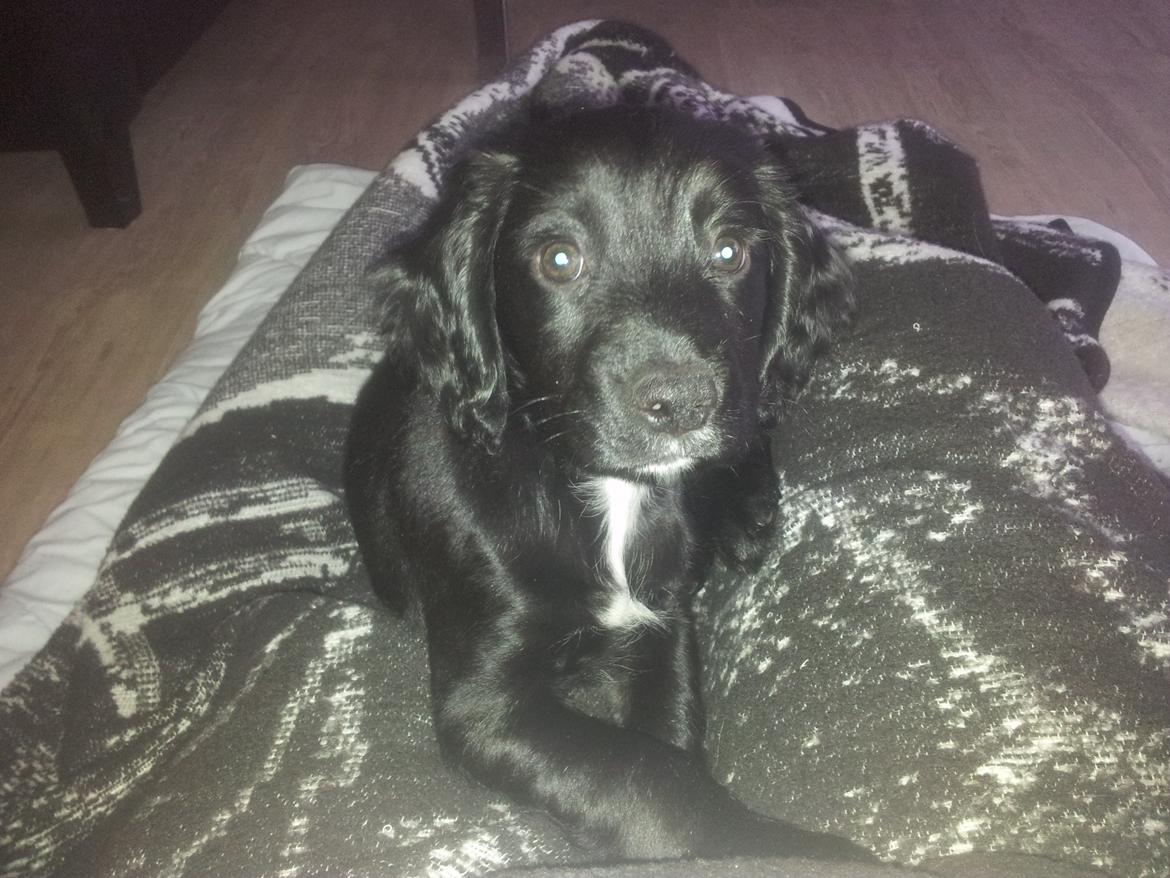 Field Trial Cockerspaniel molly billede 16