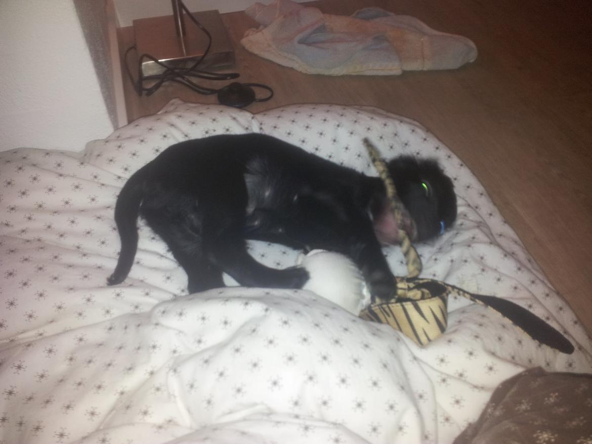 Field Trial Cockerspaniel molly billede 17