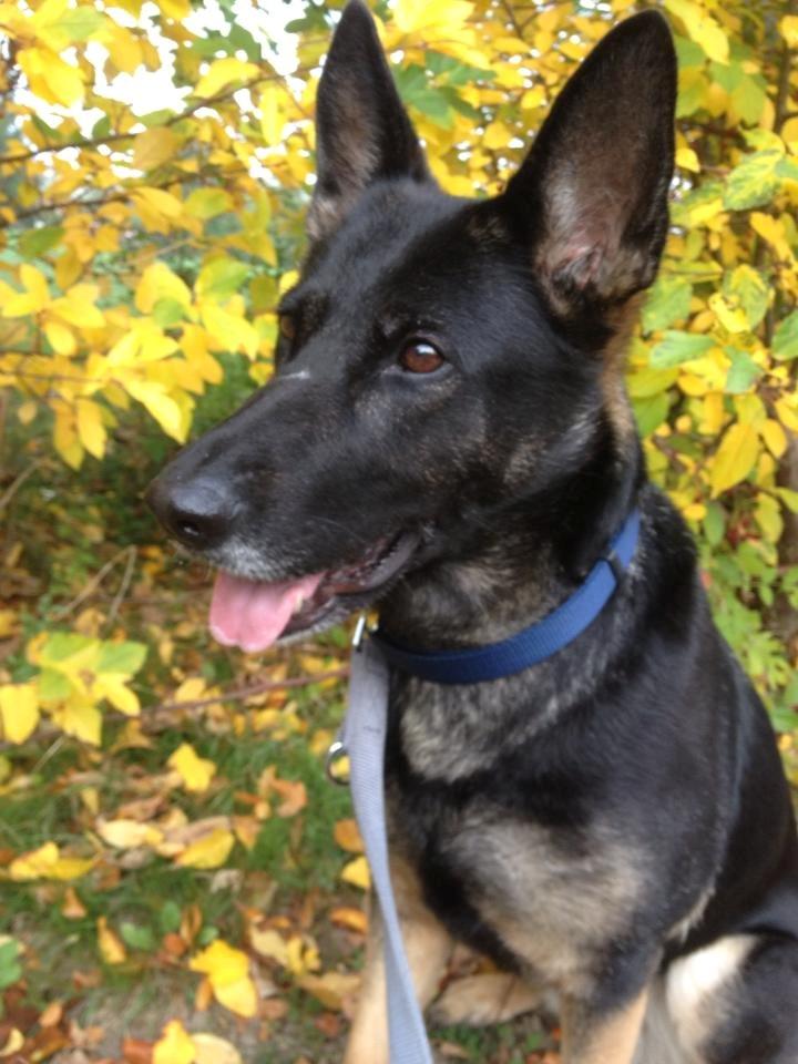 Schæferhund Satoris Xania " Tøsen " billede 1