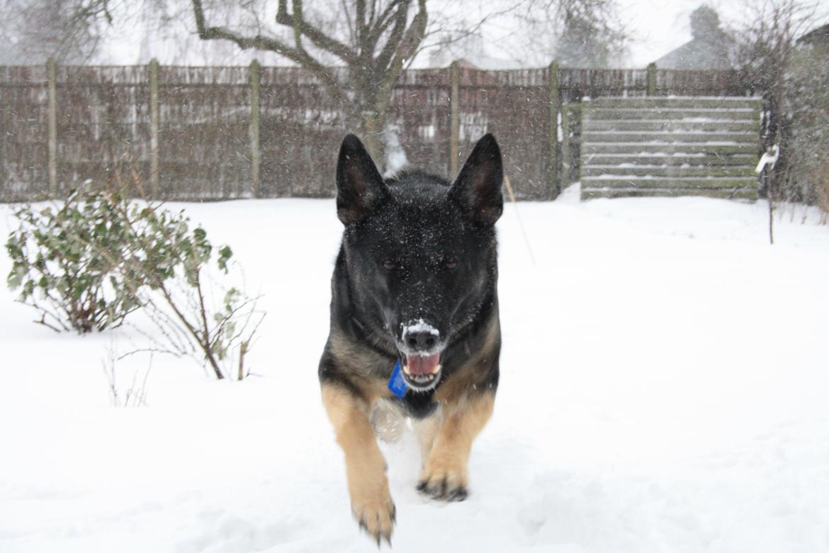 Schæferhund Satoris Xania " Tøsen " billede 2