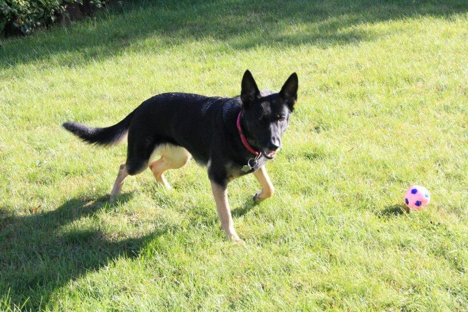 Schæferhund Satoris Xania " Tøsen " billede 3