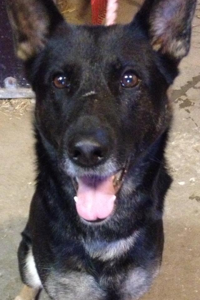 Schæferhund Satoris Xania " Tøsen " billede 4