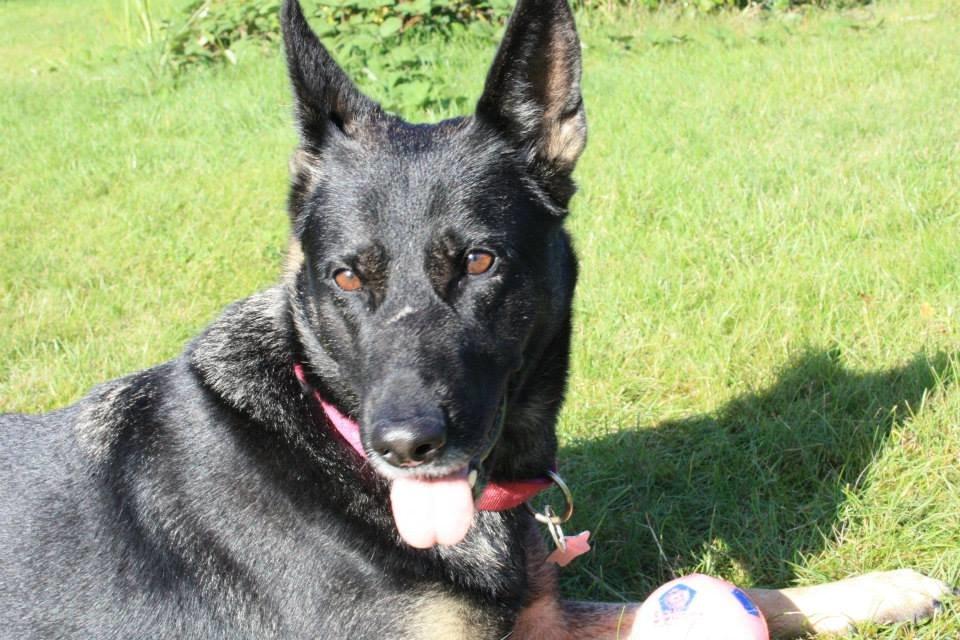 Schæferhund Satoris Xania " Tøsen " billede 5