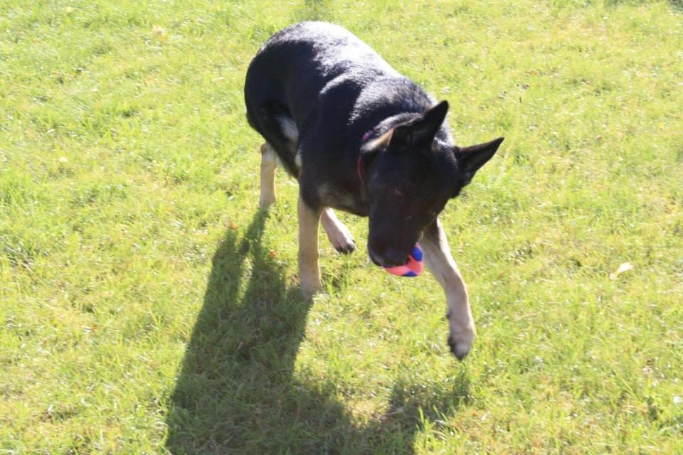 Schæferhund Satoris Xania " Tøsen " billede 6