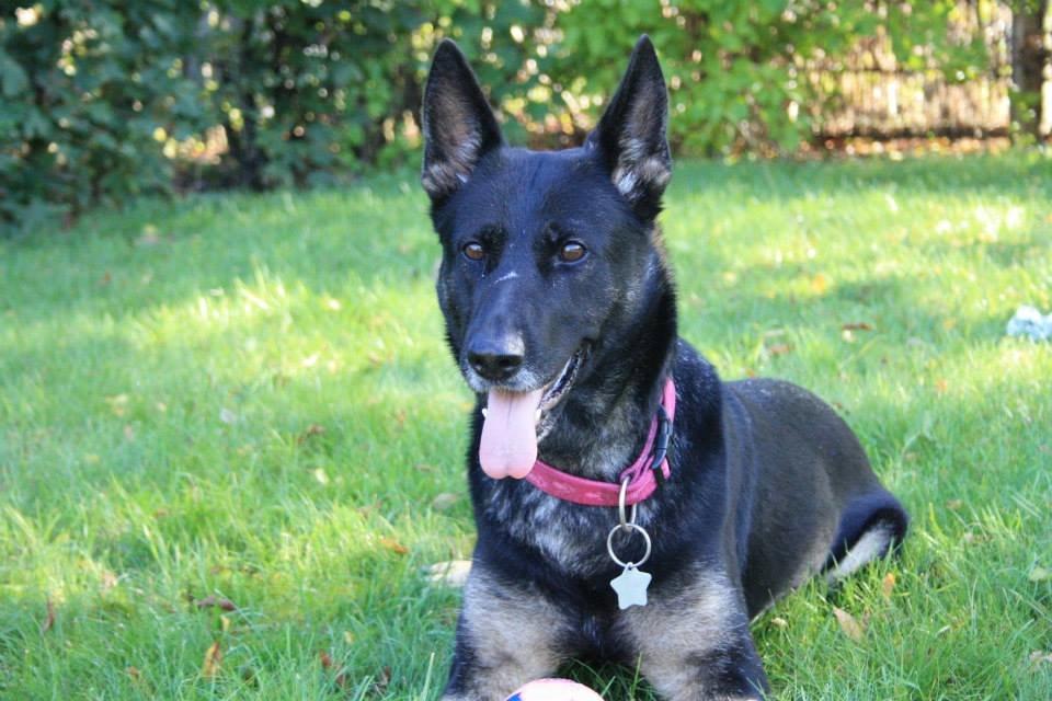 Schæferhund Satoris Xania " Tøsen " billede 7