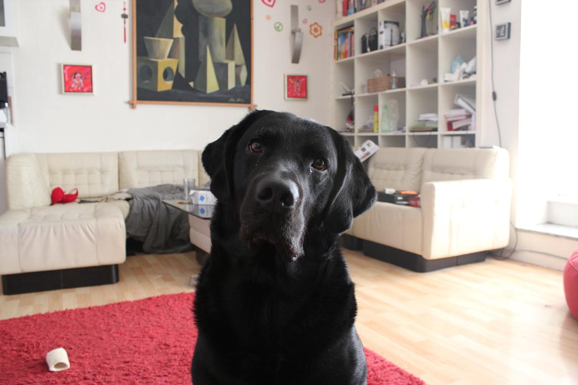 Labrador retriever Lestang billede 3