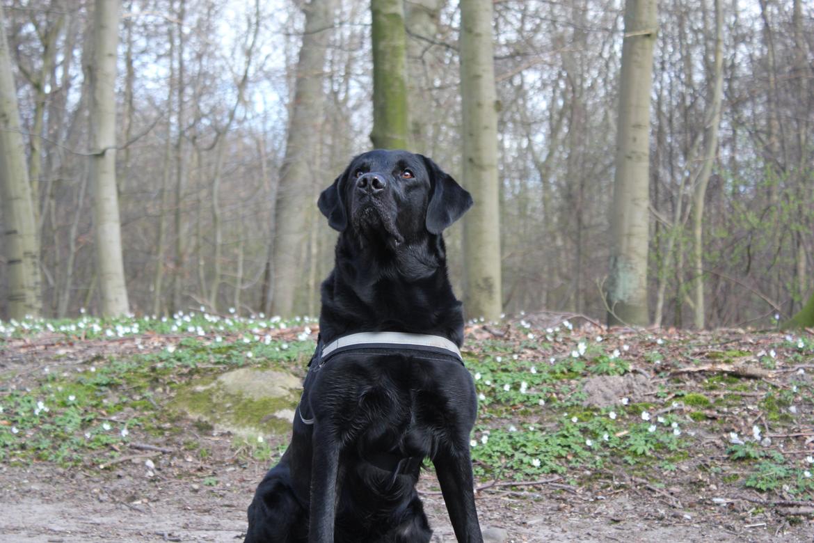 Labrador retriever Lestang - King of the forrest.. <3 billede 4