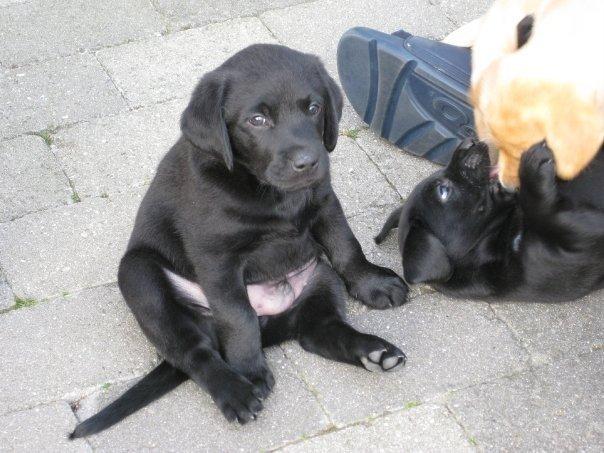 Labrador retriever Lestang - Lille fedeberg af en hvalp! men skøn! <3 billede 1