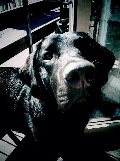 Labrador retriever Lestang - Som sagt MEGET nysgerrig! <3 billede 5