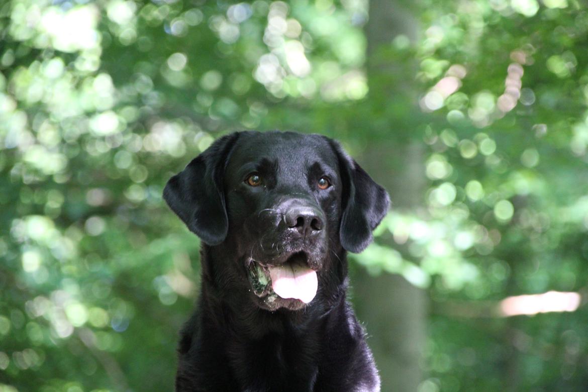 Labrador retriever Lestang billede 7