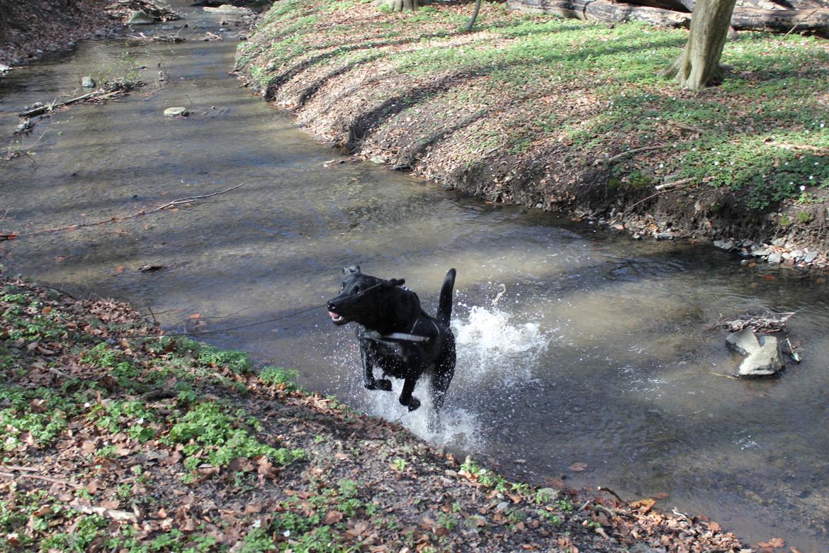 Labrador retriever Lestang - dejligt afkølende på en varm sommerdag! <3 billede 8