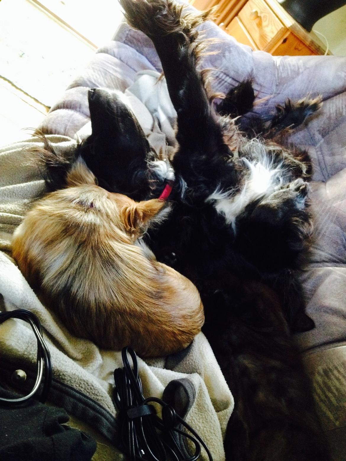 Blanding af racer Neja (R.I.P) billede 18