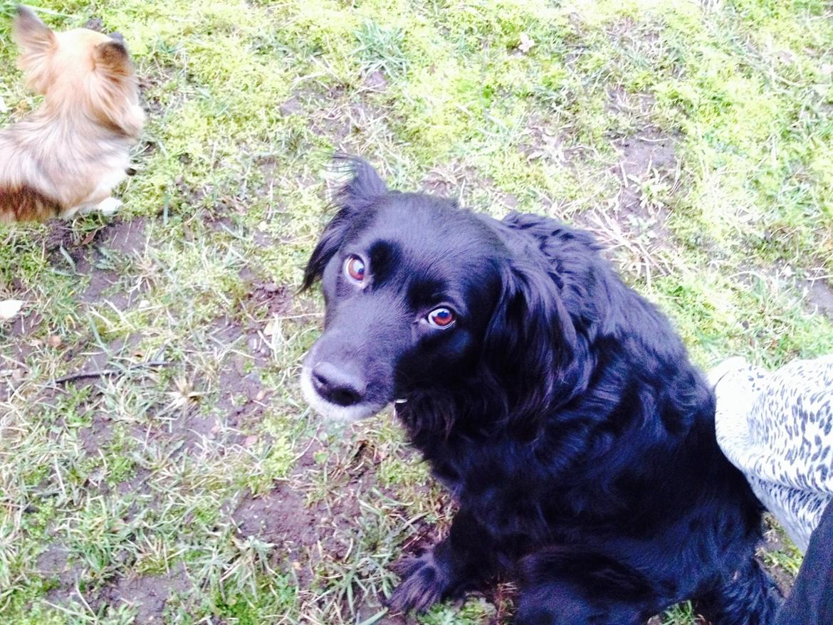 Blanding af racer Neja (R.I.P) billede 19